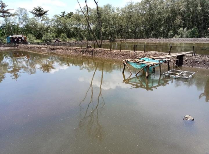 Dicabut 2 Warga, 500 Bibit Mangrove yang Ditanam Wali Kota Eva