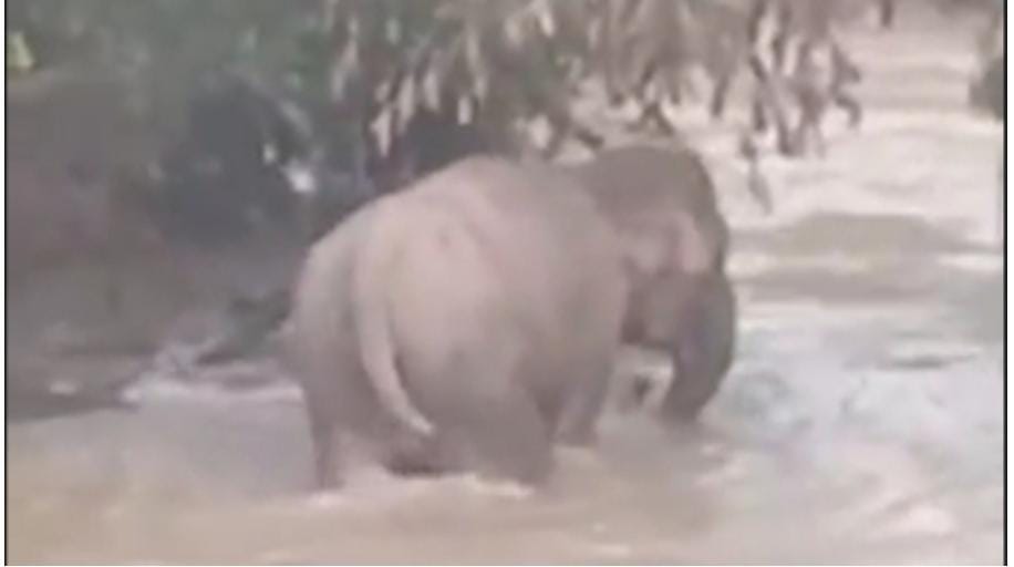 Kawanan Gajah TNWK Memakan dan Merusak Tanaman Petani