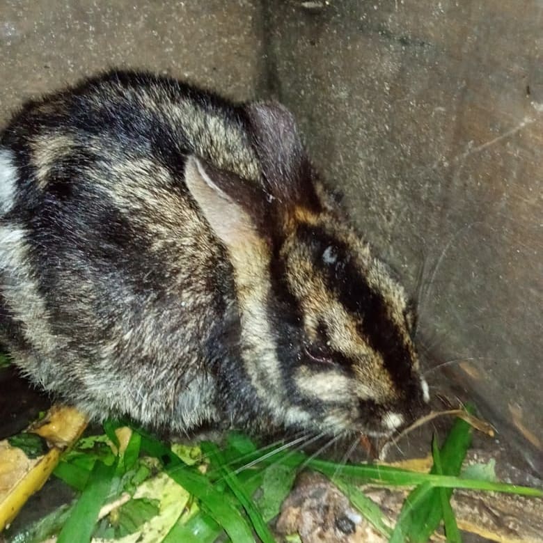 Kelinci Langka Ditemukan di HKM Abung Jaya, Kebun Tebu, Lambar
