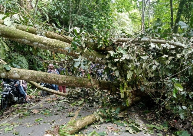 Beberapa Pohon Besar Tumbang Tutup Jalan Lintas Krui-Liwa