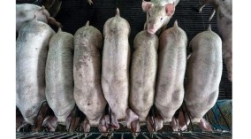 Babi dari Indonesia yang Diekspor ke Singapura Idap Virus Demam Babi Afrika