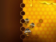 Nyesal Baru Tahu! Ternyata Madu Lebah Memiliki Manfaat Yang Luar Biasa Bagi Kesehatan