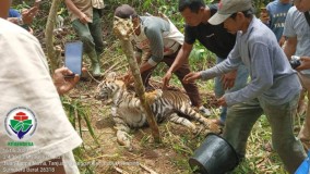Jadi Korban Jerat Babi, Seekor Harimau Sumatera di Pasaman Mati