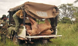 Mangsa Ternak, 7 Singa di Kenya Mati di Ujung Tombak Penggembala