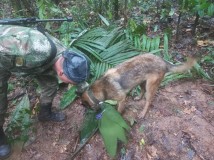 4 Anak Ditemukan Hidup di Hutan Amazon, 2 Minggu Usai Pesawat yang Mereka Tumpangi Jatuh 