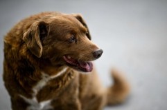 Injak Usia 31 Tahun, Bobi Dinobatkan jadi Anjing Paling Tua di Dunia