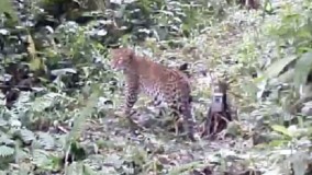 Usai Direhabilitasi,  Macan Tutul Jawa Dilepasliarkan ke Taman Nasional Gunung Halimun Salak