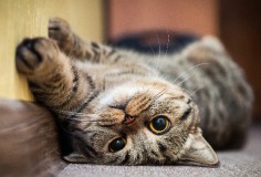 Meski Tak Bisa Berkomunikasi, 13 Pertanda Berikut Ini Bukti Kasih Sayang Kucing Kepada Pemiliknya