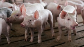 Ngeri, Perusahaan di Belgia Suling Darah Babi menjadi Air Bersih yang Aman Dikonsumsi