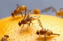 Peneliti di Universitas Illinois Optimis Bisa Menciptakan Antibiotik Baru dari Lalat Buah