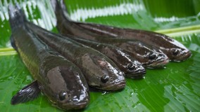 Punya Sifat Antibakteri dan Bisa Sembuhkan Luka, Berikut 6 Manfaat Kesehatan Mengonsumsi Ikan Gabus