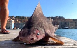 Viral, Pelaut Temukan Ikan Hiu dengan Badan dan Muka Mirip Babi di Perairan Italia