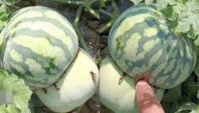 Petani di Cina Berhasil Ciptakan Buah Hibrida Unik: Setengah Melon Setengah Semangka