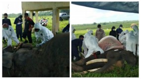 Gajah Mambo Mati Mendadak di PLG Taman Nasional Way Kambas