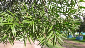 7 Manfaat Kesehatan Afrocarpus Falcatus, Pohon Pengobatan Tradisional Orang Afrika Selatan