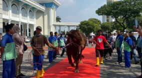 Sapi Kurban Presiden Jokowi Disambut Karpet Merah di Masjid Al Akbar Surabaya, Netizen: Sapinya Bangga?