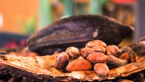Kandungan Nutrisi dan 8 Manfaat Biji Kakao Bagi Kesehatan Tubuh Anda