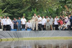 Gubernur Arinal Panen Perdana Udang Vaname Air Tawar