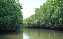 Jadi Ekosistem Pesisir Pantai, Berikut Manfaat Hutan Mangrove