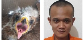 Dikira Burung Biasa, Warga Surabaya Diancam Hukuman 5 Tahun, Karena Kotak Kardus Berisi Burung Elang Langka