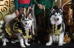 Anjing Nikah Pakai Adat Jawa Tuai Kontroversi, Antara Cederai Budaya Adiluhung dan Pemenuhan Animal Welfare