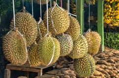 8 Manfaat Mengonsumsi Durian untuk Kesehatan, Lawan Kanker Hingga Atasi Disfungsi Seksual 