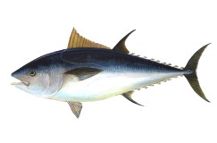 Masih Melimpah di Perairan Indonesia, Berikut 5 Jenis Tuna yang Paling Populer pada Kuliner Jepang