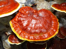 Lama Dipakai dalam Pengobatan Tradisional China, Berikut Manfaat Jamur Lingzhi yang Perlu Anda Ketahui