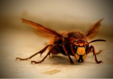 Jangan Panik, Berikut Pertolongan Pertama pada Sengatan Lebah dan Bahan Alami untuk Mengobatinya