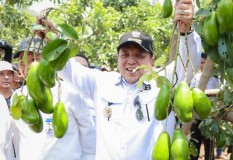 Gubernur Arinal Panen Alpukat Siger di Lamtim, Hasil Program Rehabilitasi Hutan dan Lahan