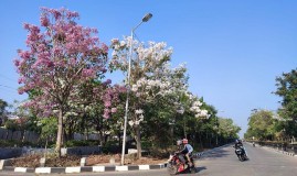 Bunga Tabebuya Bermekaran di Kota Semarang, Serasa Berada di Musim Semi Negeri Sakura