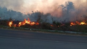 Terbakar, 20-30 Hektare Kebun Warga Dekat Tugu Coklat Pesawaran