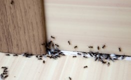 Tips Ampuh Cara Mengusir Semut di Rumah