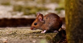 Mudah dan Ampuh, Inilah 5 Cara Mencegah Tikus Masuk ke Rumah