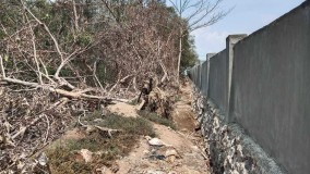 Pohon Konservasi Ditebang Permudah Bangun Pagar SMPN 42 Kotakarang