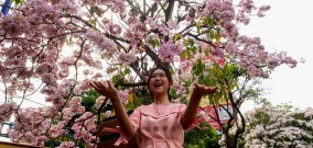 Bunga Tabebuya Mirip Bunga Sakura, Menambah Keindahan Kota Surabaya, Saatnya Selfie di Kota ini