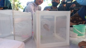 IDI Kota Semarang Sebut Nyamuk Wolbachia Efektif Tekan Angka Demam Berdarah