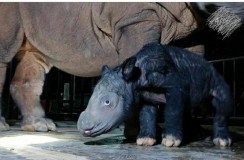 Lahir Badak ke-5 di Suaka Rhino Sumatera TNWK di Lamtim