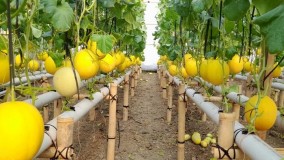 Warga Patebon Sukses Budidayakan Melon Golden, Pengunjung Bisa Beli dan Petik Langsung
