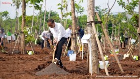 Upaya Lestarikan Tanaman Endemik NTT, Presiden Jokowi Tanam Pohon Cendana Bersama Warga
