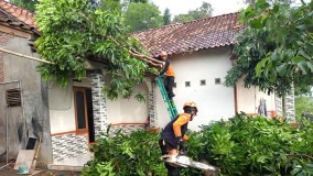 Hujan Deras di Kendal  Akibatkan Pohon Tumbang dan Dua Rumah Rusak