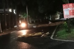 Katanya Siaga, Pohon Tumbang Lama Tergeletak di Jl Nusa Indah, Rawalaut