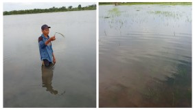 Petani Padi di Desa Wonosari Mesuji Terancam Gagal Panen Akibat Banjir