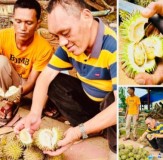 Tumi, Durian Langka Endemik Lampung