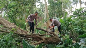 Pohon Tumbang Akibat Angin Kencang Timpa Rumah di Bobotsari, Polisi Bantu Evakuasi