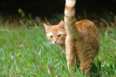 Arti Gerakan Ekor Kucing sesuai Mood Cat Lovers Wajib Tahu