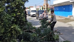 Polisi Bantu Evakuasi Pohon Tumbang Akibat Terseret Truk Kontainer di Kalimanah