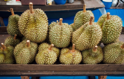 Kenapa Habis Makan Durian Pusing? Ini Penyebab dan Solusinya
