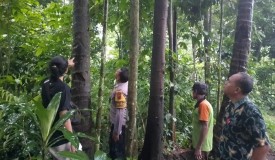 Jatuh dari Pohon Kelapa 15 Meter, Penderes Nira di Kutasari Meninggal Dunia