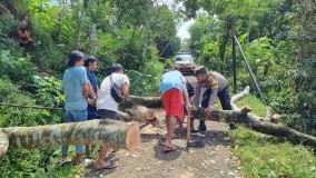 Pohon Jengkol Tumbang Timpa Jaringan Listrik di Pengadegan, Polisi Bantu Evakuasi